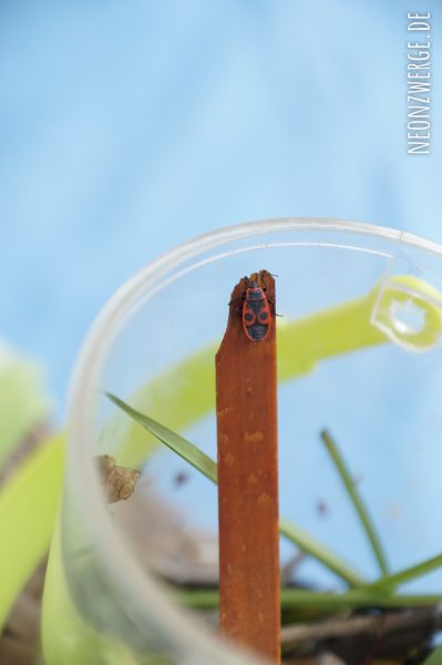 KInder Natur - Insekten entdecken - Käfer und Feuerwanzen züchten - Yumbox