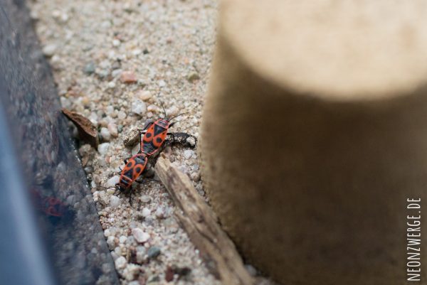 KInder Natur - Insekten entdecken - Käfer und Feuerwanzen züchten - Feuerwanze Paarung