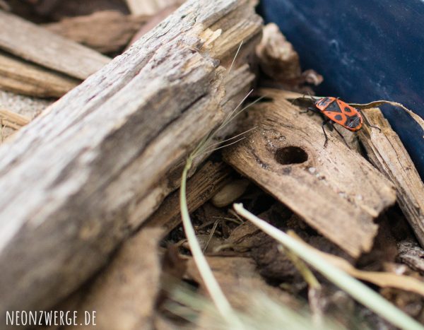 KInder Natur - Insekten entdecken - Käfer und Feuerwanzen züchten - Paarung Nachwuchs Feuerwanze