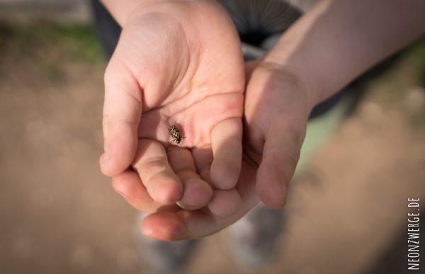 Mit Kindern in der Stadt -Stadtleben - Marienkäfer Insekten - Natur Kinder